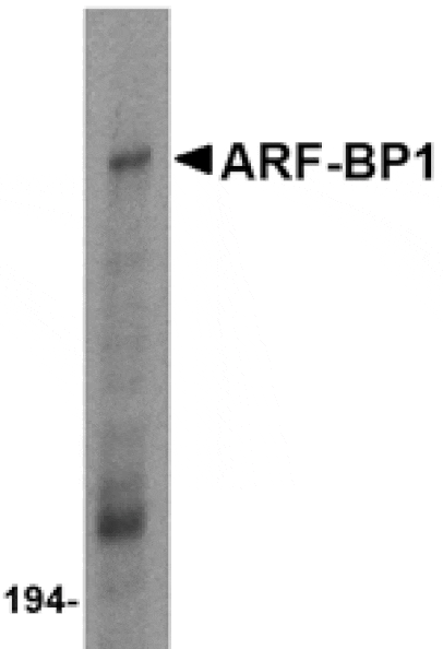Western blot - ARF-BP1 Antibody from Signalway Antibody (24531) - Antibodies.com