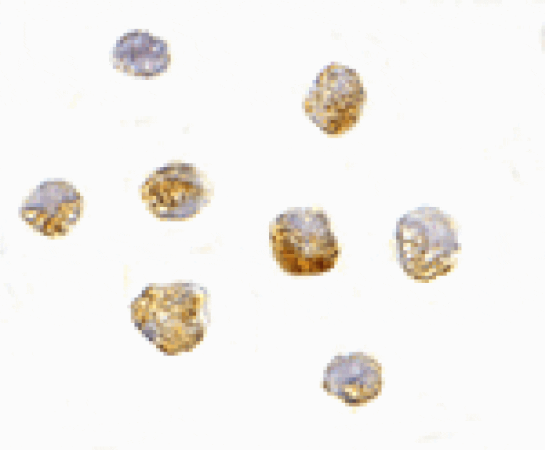 Immunocytochemistry - ARF-BP1 Antibody from Signalway Antibody (24531) - Antibodies.com