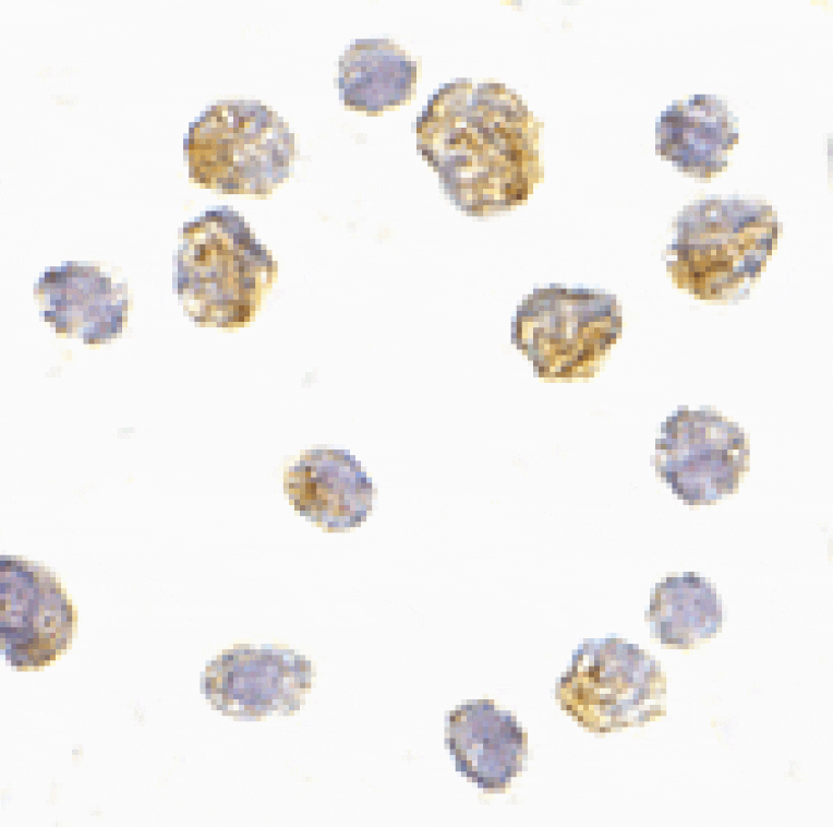 Immunocytochemistry - Slc35D1 Antibody from Signalway Antibody (24684) - Antibodies.com