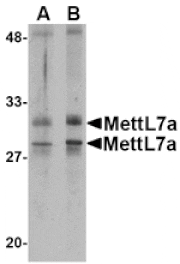 Western blot - MettL7A Antibody from Signalway Antibody (24790) - Antibodies.com