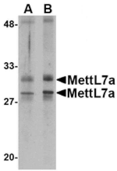 Western blot - MettL7A Antibody from Signalway Antibody (24790) - Antibodies.com