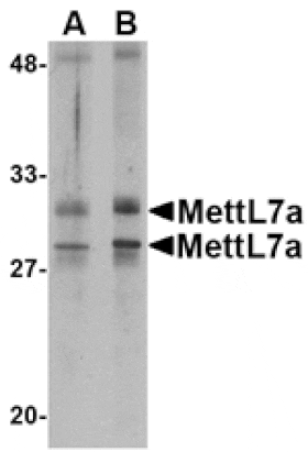 Western blot - MettL7A Antibody from Signalway Antibody (24790) - Antibodies.com