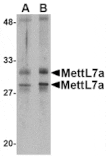 Western blot - MettL7A Antibody from Signalway Antibody (24790) - Antibodies.com