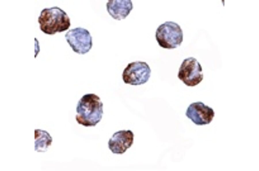 Immunocytochemistry - MettL7A Antibody from Signalway Antibody (24790) - Antibodies.com