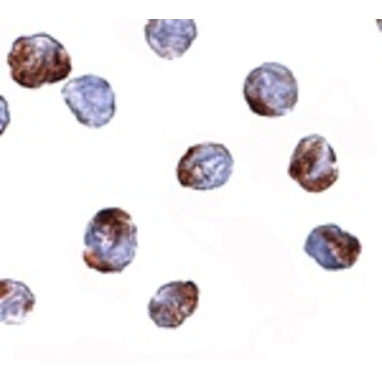 Immunocytochemistry - MettL7A Antibody from Signalway Antibody (24790) - Antibodies.com