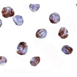 Immunocytochemistry - MettL7A Antibody from Signalway Antibody (24790) - Antibodies.com