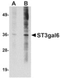Western blot - ST3gal6 Antibody from Signalway Antibody (24896) - Antibodies.com