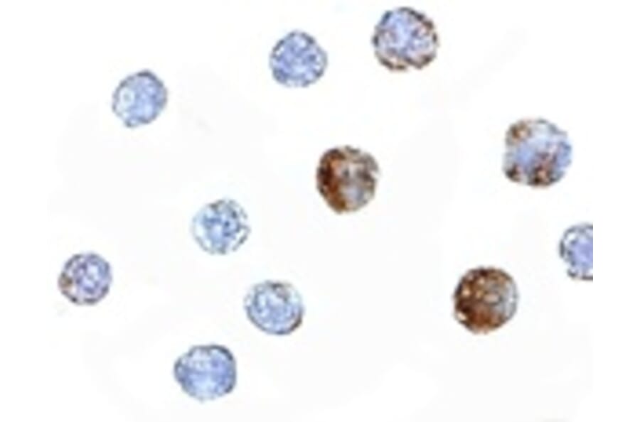 Immunocytochemistry - ST3gal6 Antibody from Signalway Antibody (24896) - Antibodies.com