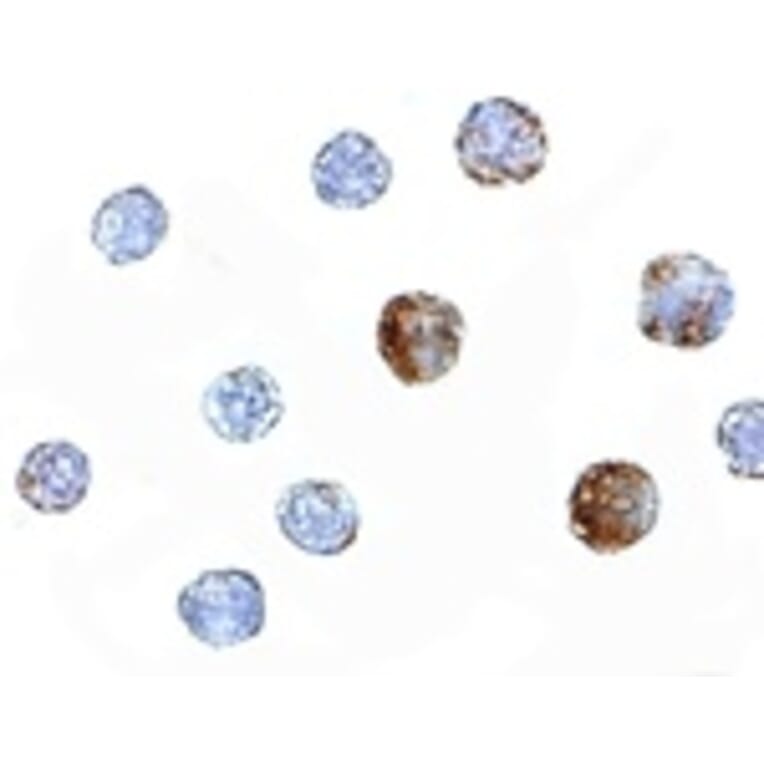 Immunocytochemistry - ST3gal6 Antibody from Signalway Antibody (24896) - Antibodies.com