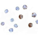 Immunocytochemistry - ST3gal6 Antibody from Signalway Antibody (24896) - Antibodies.com