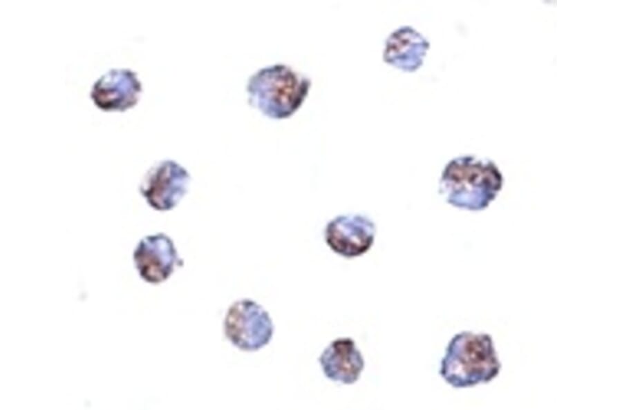 Immunocytochemistry - TMEM214 Antibody from Signalway Antibody (24946) - Antibodies.com