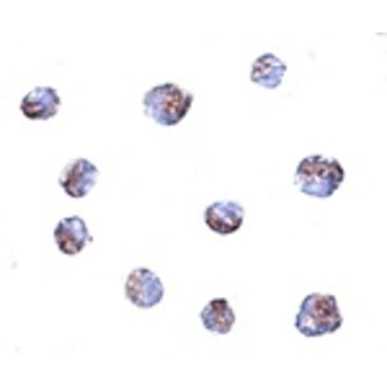 Immunocytochemistry - TMEM214 Antibody from Signalway Antibody (24946) - Antibodies.com