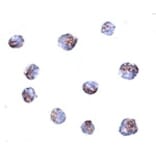 Immunocytochemistry - TMEM214 Antibody from Signalway Antibody (24946) - Antibodies.com