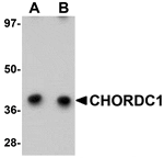 Western blot analysis of CHORDC1 in 293 cell lysate with CHORDC1 antibody at (A) 1 and (B) 2 µg/mL.