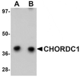 Western blot - CHORDC1 Antibody from Signalway Antibody (25046) - Antibodies.com