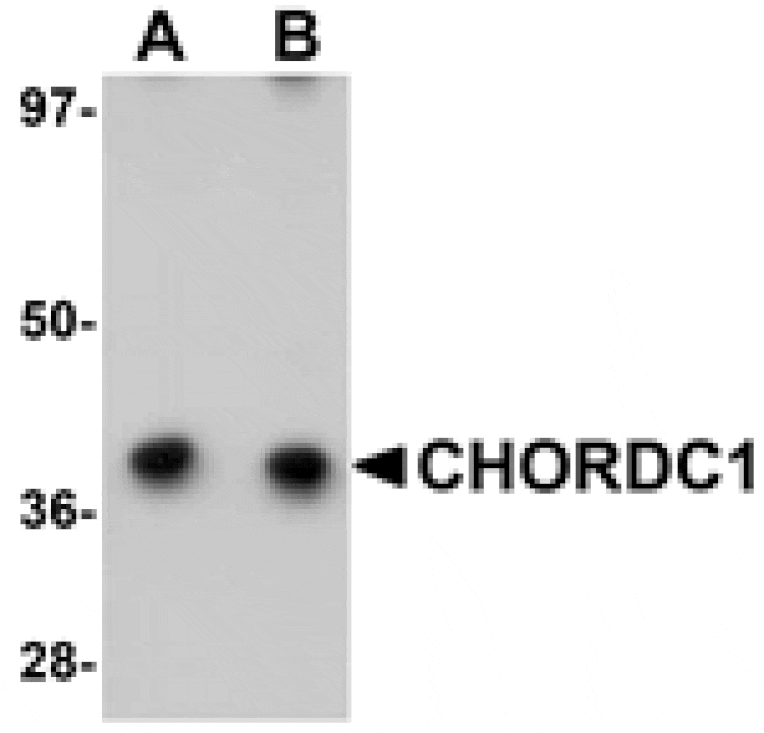 Western blot - CHORDC1 Antibody from Signalway Antibody (25046) - Antibodies.com