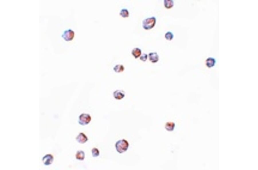 Immunocytochemistry - CHORDC1 Antibody from Signalway Antibody (25046) - Antibodies.com