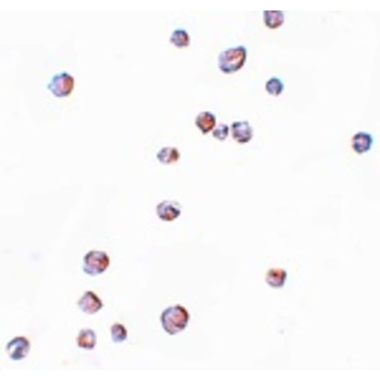 Immunocytochemistry - CHORDC1 Antibody from Signalway Antibody (25046) - Antibodies.com