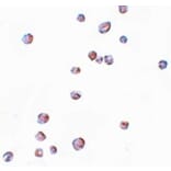 Immunocytochemistry - CHORDC1 Antibody from Signalway Antibody (25046) - Antibodies.com