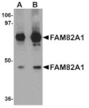Western blot - FAM82A1 Antibody from Signalway Antibody (25096) - Antibodies.com