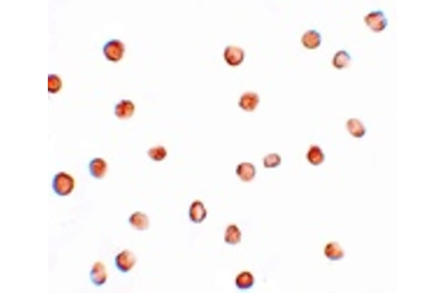 Immunocytochemistry - FAM82A1 Antibody from Signalway Antibody (25096) - Antibodies.com