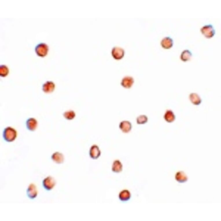 Immunocytochemistry - FAM82A1 Antibody from Signalway Antibody (25096) - Antibodies.com