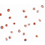 Immunocytochemistry - FAM82A1 Antibody from Signalway Antibody (25096) - Antibodies.com