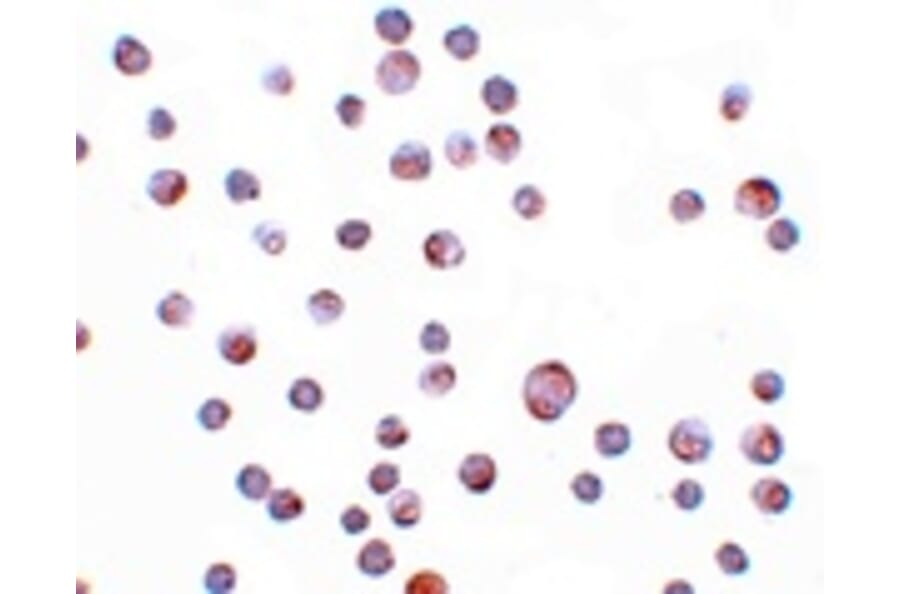 Immunocytochemistry - ZC3HAV1 Antibody from Signalway Antibody (25151) - Antibodies.com