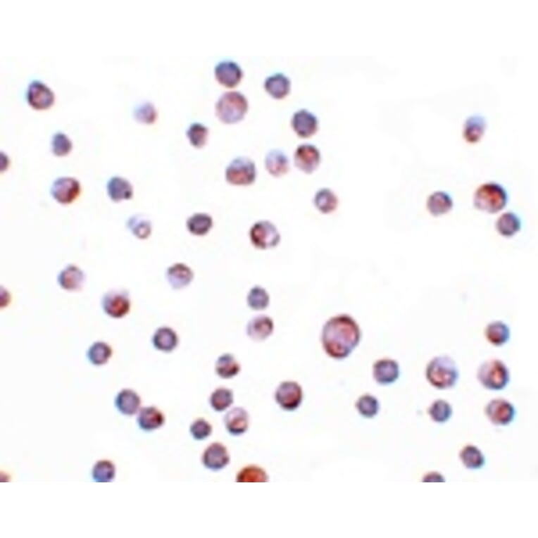 Immunocytochemistry - ZC3HAV1 Antibody from Signalway Antibody (25151) - Antibodies.com