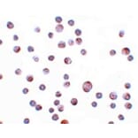 Immunocytochemistry - ZC3HAV1 Antibody from Signalway Antibody (25151) - Antibodies.com
