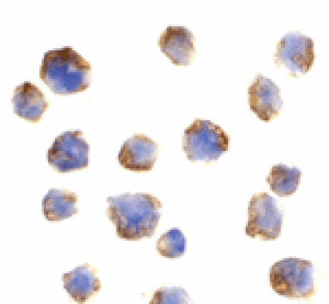 Immunocytochemistry - Bcl-10 Antibody from Signalway Antibody (24078) - Antibodies.com