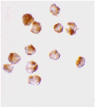 Immunocytochemistry - Acinus Antibody from Signalway Antibody (24085) - Antibodies.com