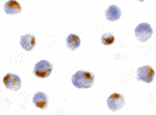 Immunocytochemistry - Acinus Antibody from Signalway Antibody (24087) - Antibodies.com