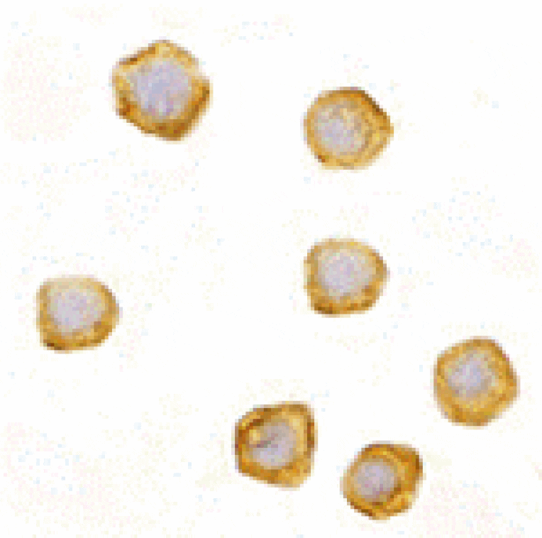 Immunocytochemistry - CARD10 Antibody from Signalway Antibody (24164) - Antibodies.com
