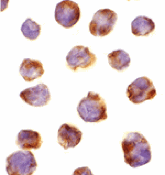 Immunocytochemistry - IRAK-4 Antibody from Signalway Antibody (24190) - Antibodies.com