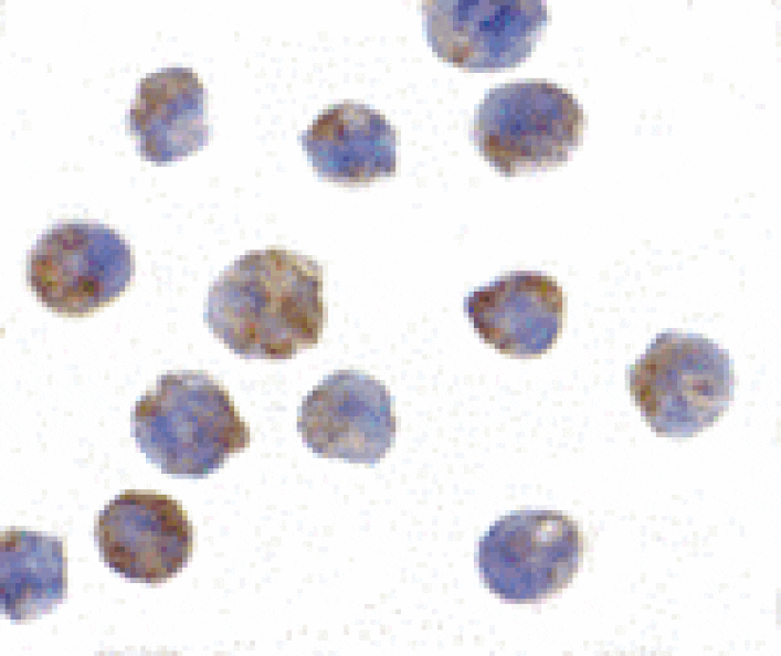 Immunocytochemistry - PHAP I Antibody from Signalway Antibody (24195) - Antibodies.com