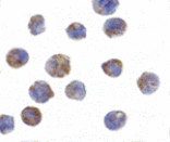 Immunocytochemistry - PHAP I Antibody from Signalway Antibody (24195) - Antibodies.com