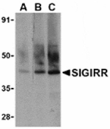 Western blot - SIGIRR Antibody from Signalway Antibody (24256) - Antibodies.com