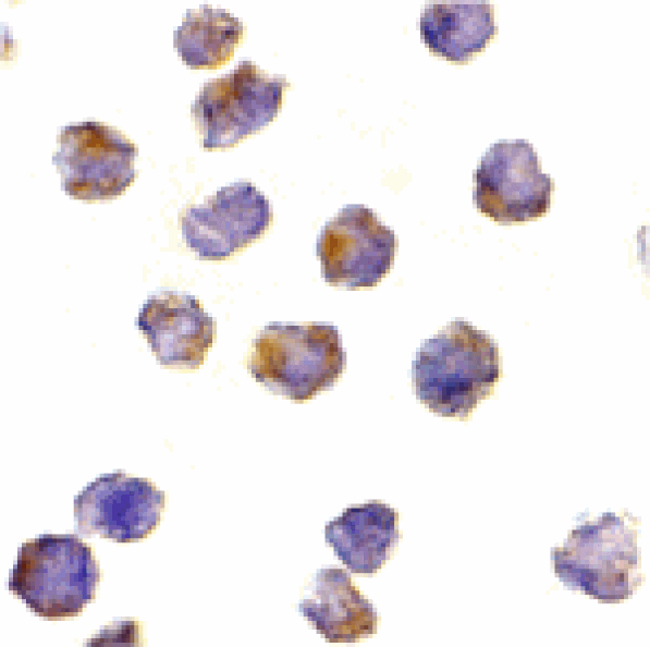 Immunocytochemistry - Raptor Antibody from Signalway Antibody (24302) - Antibodies.com