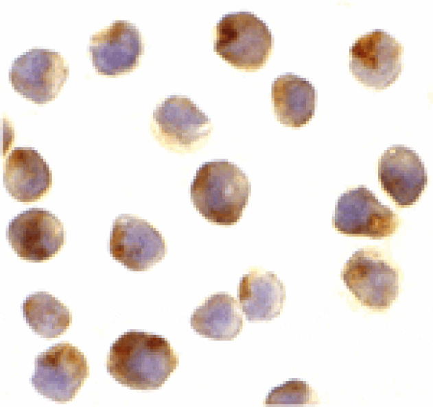 Immunocytochemistry - Raptor Antibody from Signalway Antibody (24303) - Antibodies.com