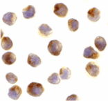 Immunocytochemistry - Raptor Antibody from Signalway Antibody (24303) - Antibodies.com