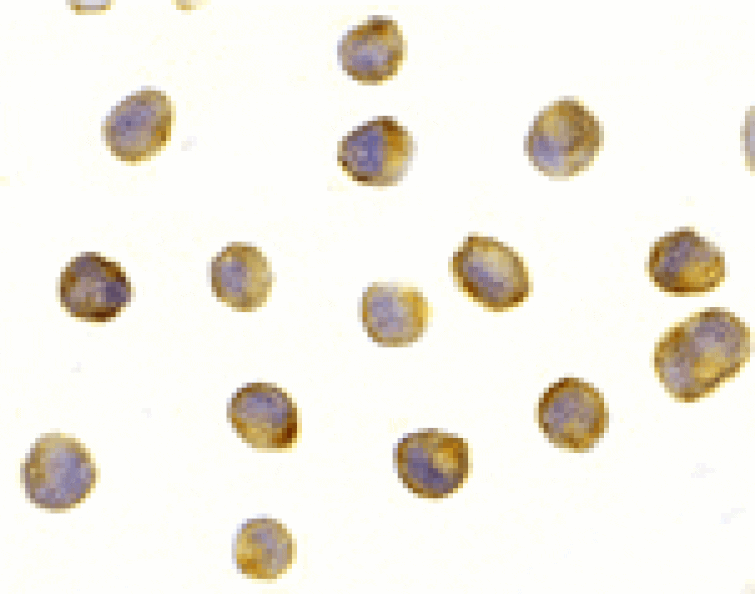 Immunocytochemistry - Raptor Antibody from Signalway Antibody (24304) - Antibodies.com