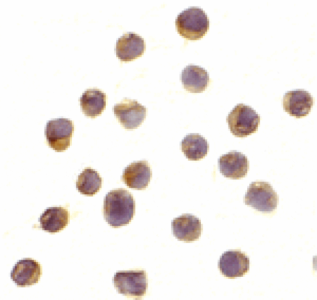 Immunocytochemistry - RPS6K1 Antibody from Signalway Antibody (24312) - Antibodies.com