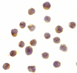 Immunocytochemistry - RPS6K1 Antibody from Signalway Antibody (24312) - Antibodies.com