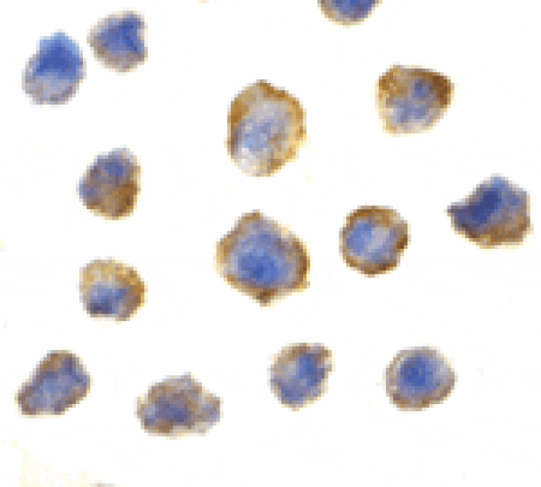Immunocytochemistry - 4E-BP1 Antibody from Signalway Antibody (24313) - Antibodies.com
