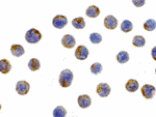 Immunocytochemistry - LAMP-2 Antibody from Signalway Antibody (24357) - Antibodies.com