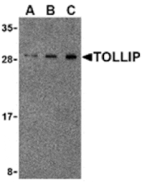 Western blot - TOLLIP Antibody from Signalway Antibody (24389) - Antibodies.com