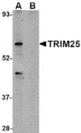 Western blot - TRIM25 Antibody from Signalway Antibody (24570) - Antibodies.com