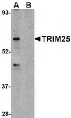 Western blot - TRIM25 Antibody from Signalway Antibody (24570) - Antibodies.com