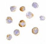 Immunocytochemistry - TRIM25 Antibody from Signalway Antibody (24570) - Antibodies.com